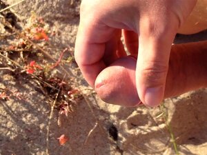 Длакави курац дрка на плажи